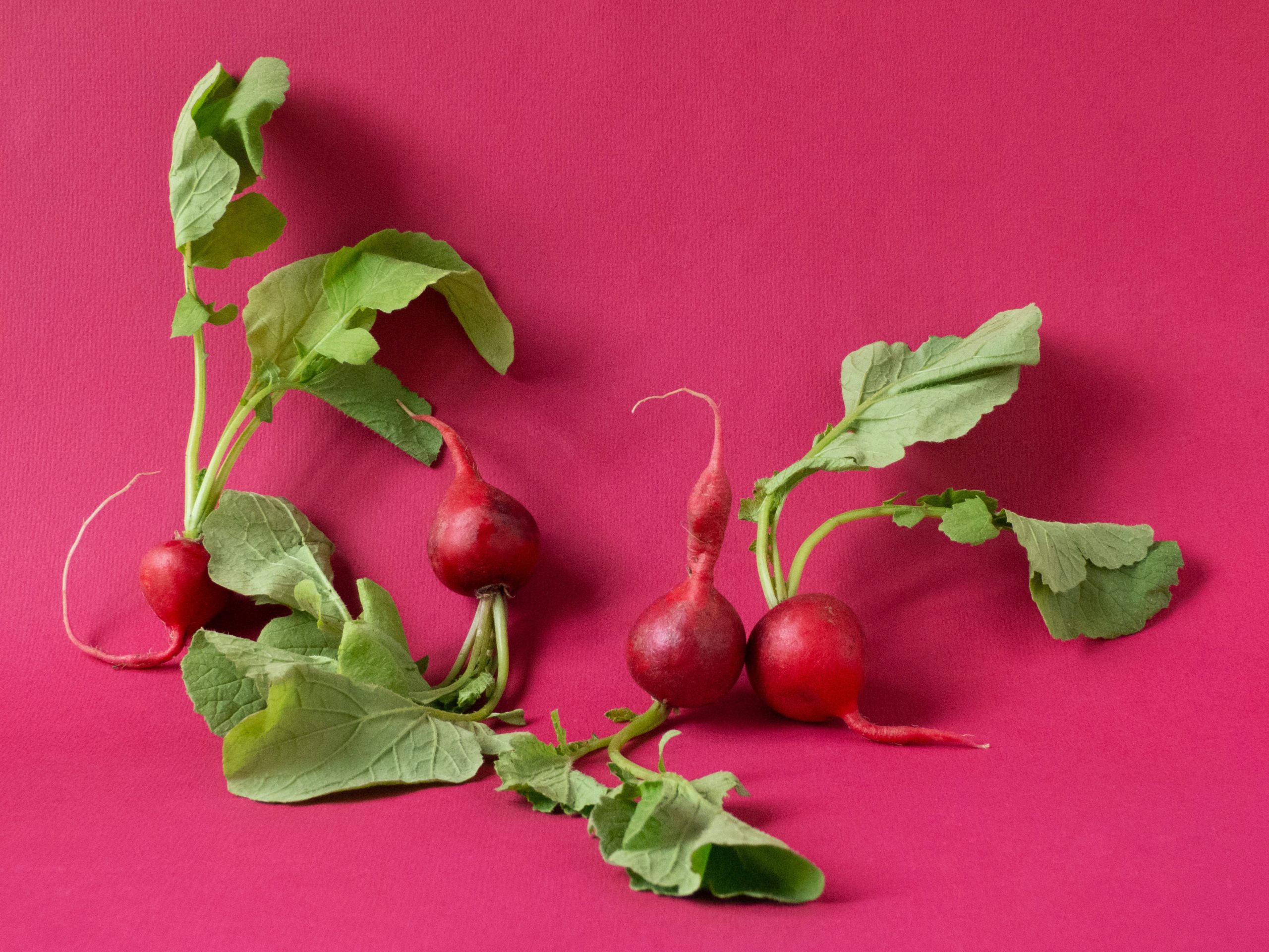 Four radishes sitting on a red background