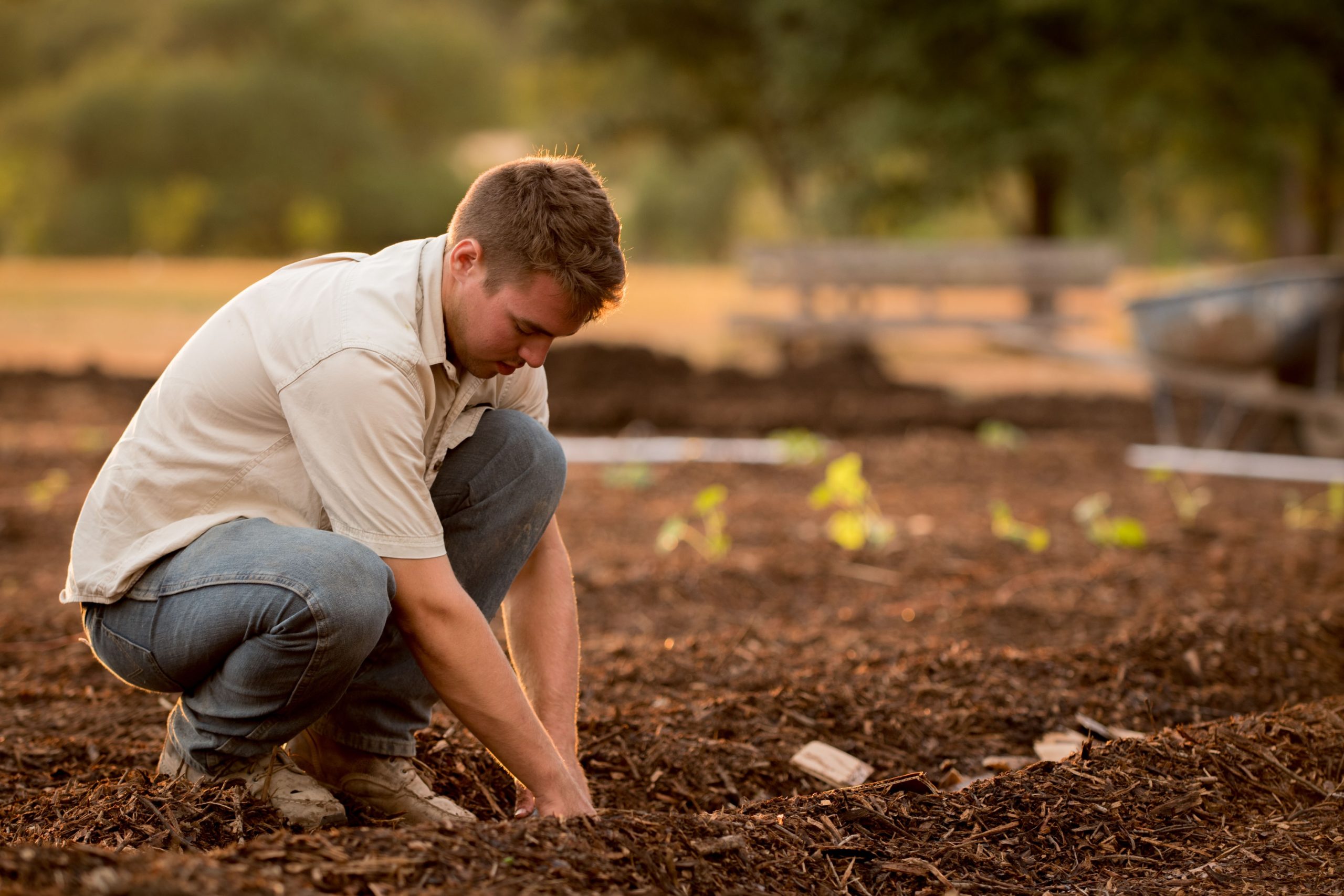 A man in a beige shirt planting seeds in a garden at sunset